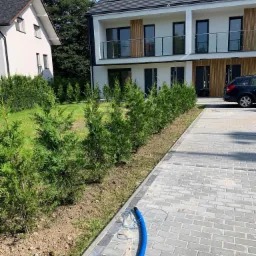 Rząd świeżo posadzonych, młodych tuj wzdłuż chodnika z kostki brukowej przed nowoczesnym domem bliźniaczym, z widocznym niebieskim wężem nawadniającym.