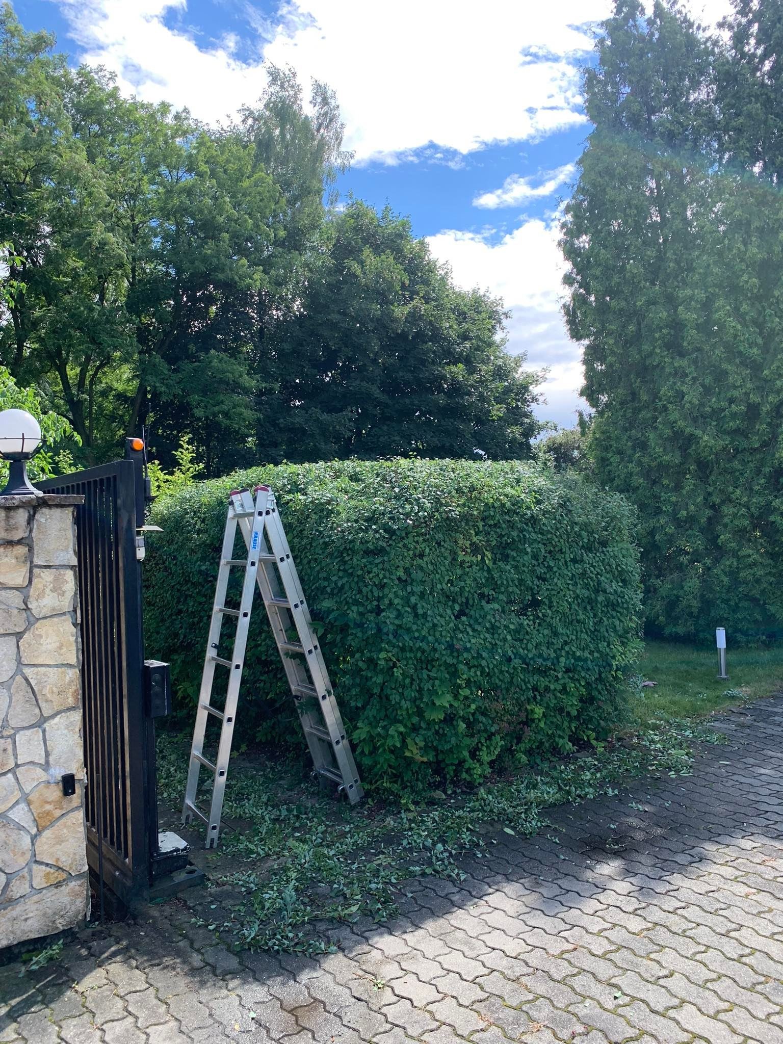Przycięty, okrągły żywopłot z drabiną opartą o niego, świeżo po strzyżeniu, z widocznymi obciętymi gałązkami na brukowanym podłożu, obok czarnej bramy z kamiennym słupkiem.