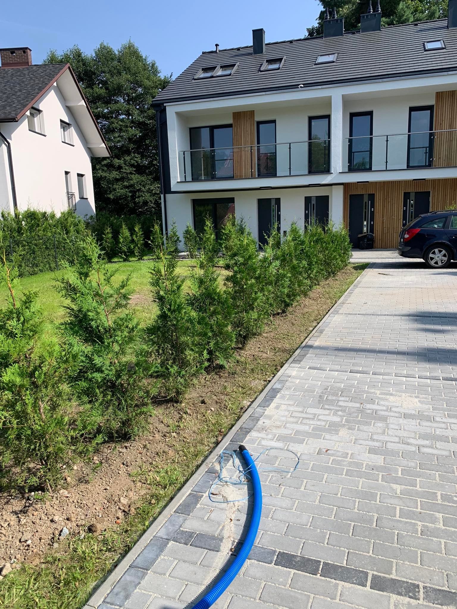 Rząd świeżo posadzonych, młodych tuj wzdłuż chodnika z kostki brukowej przed nowoczesnym domem bliźniaczym, z widocznym niebieskim wężem nawadniającym.