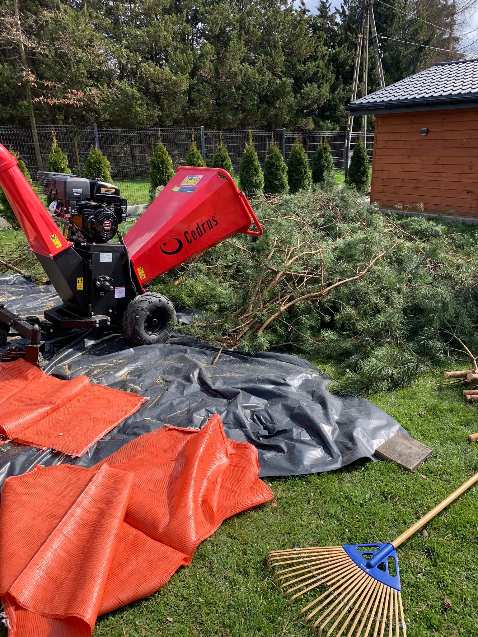 Czerwony rozdrabniacz gałęzi marki Cedrus na trawie obok sterty pociętych gałęzi sosnowych, pomarańczowych worków i grabi wachlarzowych.