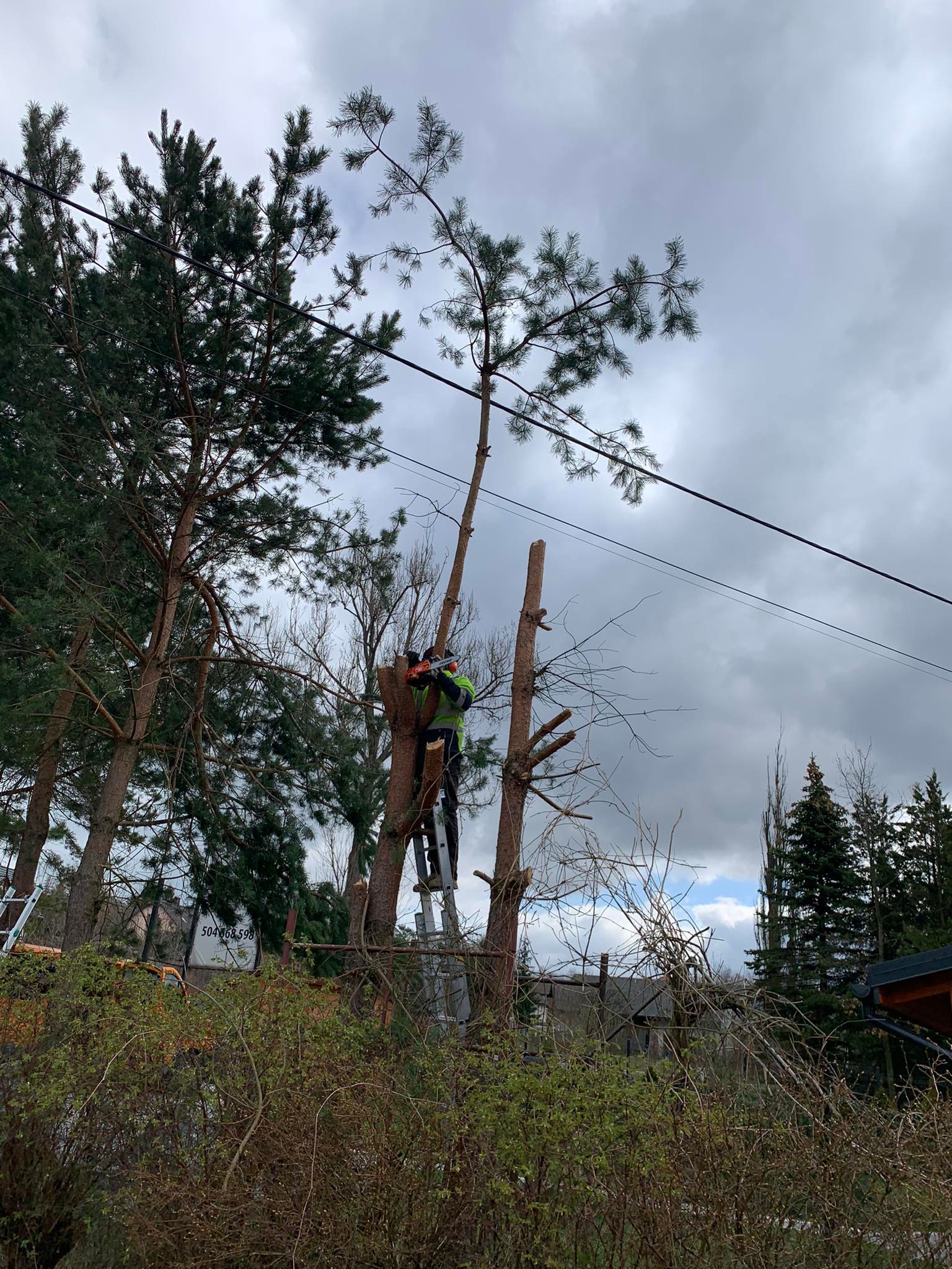 Mężczyzna na drabinie, w kasku i kamizelce, przycina wysokie drzewo piłą spalinową, widoczne obcięte gałęzie, w tle pochmurne niebo i inne drzewa.