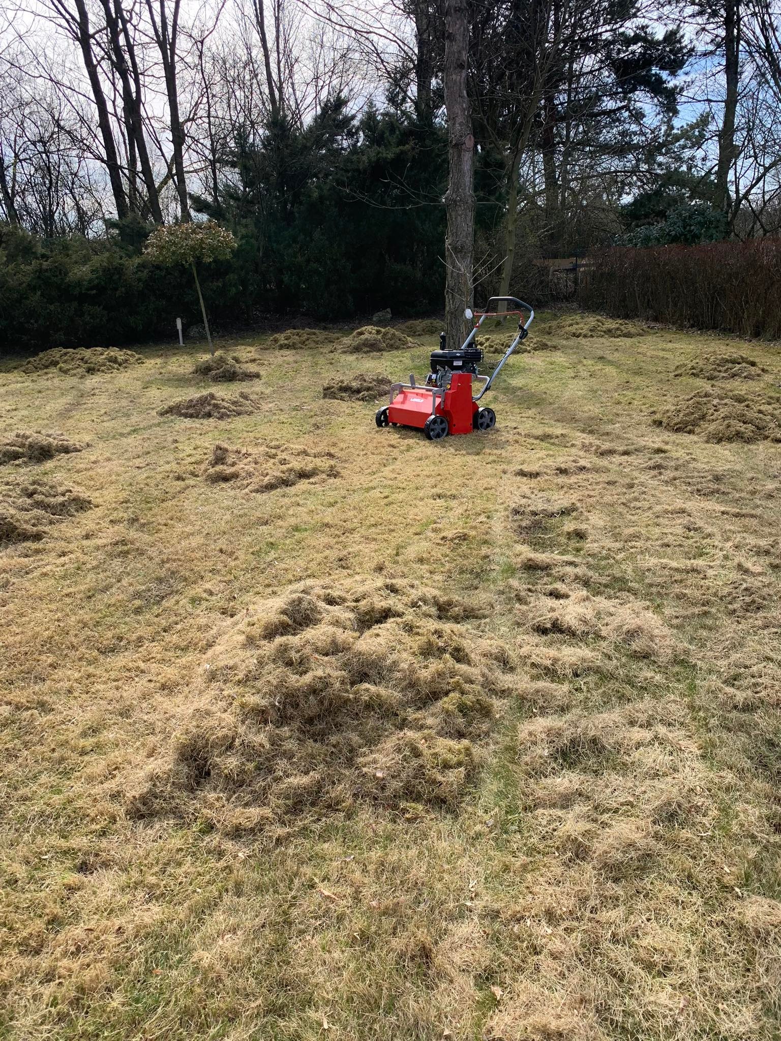 Czerwony wertykulator na trawniku z dużą ilością suchej trawy i mchu, widoczne ślady po wertykulacji, w tle drzewa bez liści.