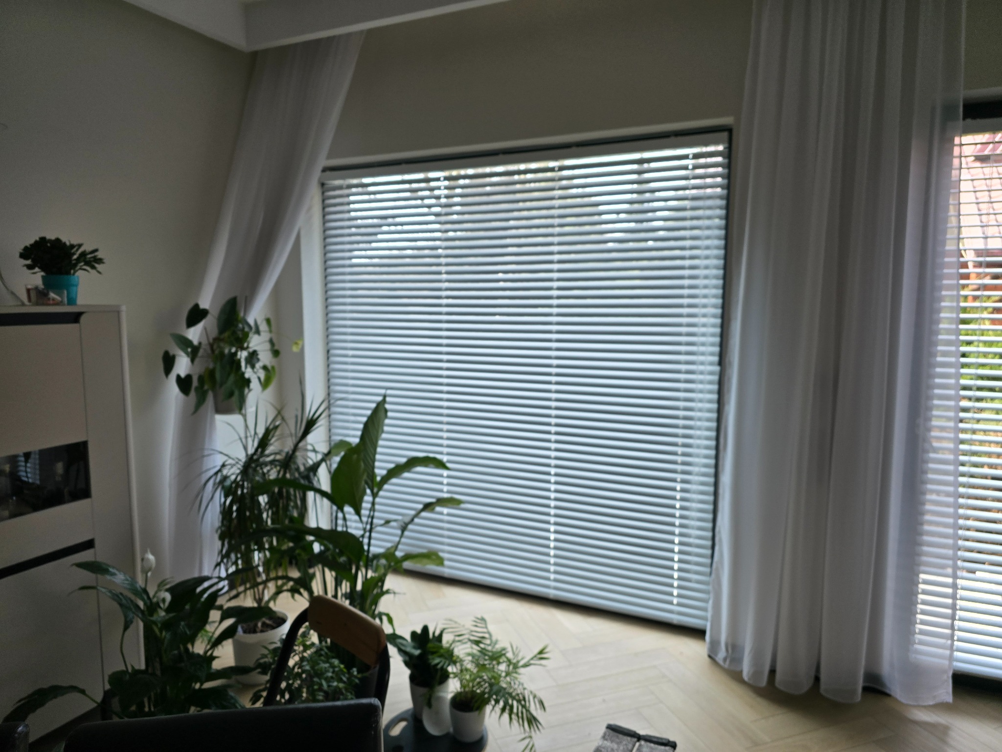 Aluminiowe żaluzje poziome w oknie, z białymi zasłonami po bokach, widok z wnętrza, Marki. Dużo roślin doniczkowych w pomieszczeniu.