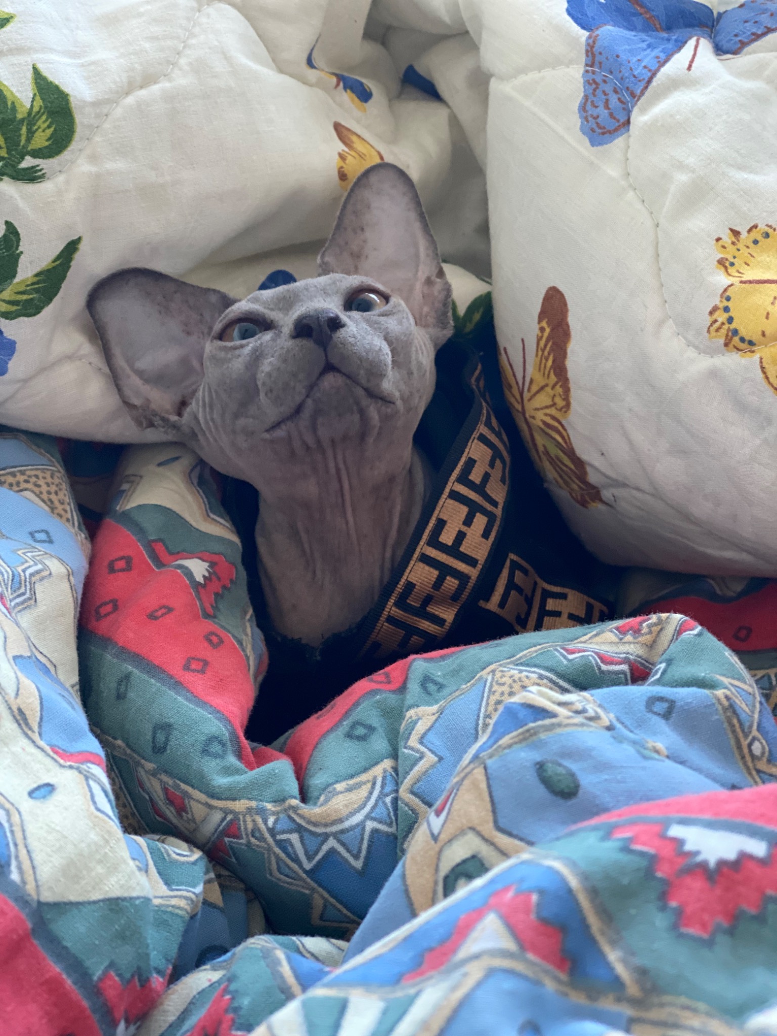 Sphynx kot w czarnym ubranku z motywem Fendi, otoczony kolorową pościelą w kwiaty i wzory geometryczne, patrzy do góry.