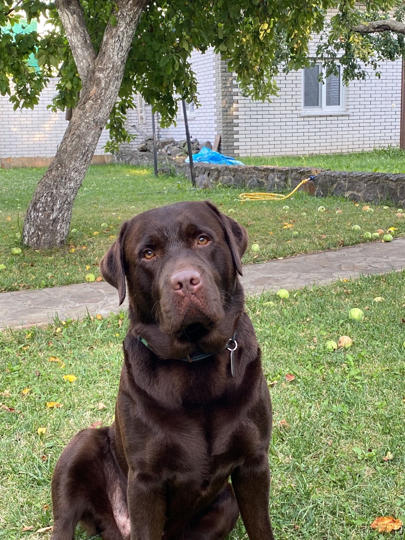 Czekoladowy labrador siedzi na trawie w ogrodzie, jabłka leżą na trawniku, w tle biały dom z cegły i drzewo.