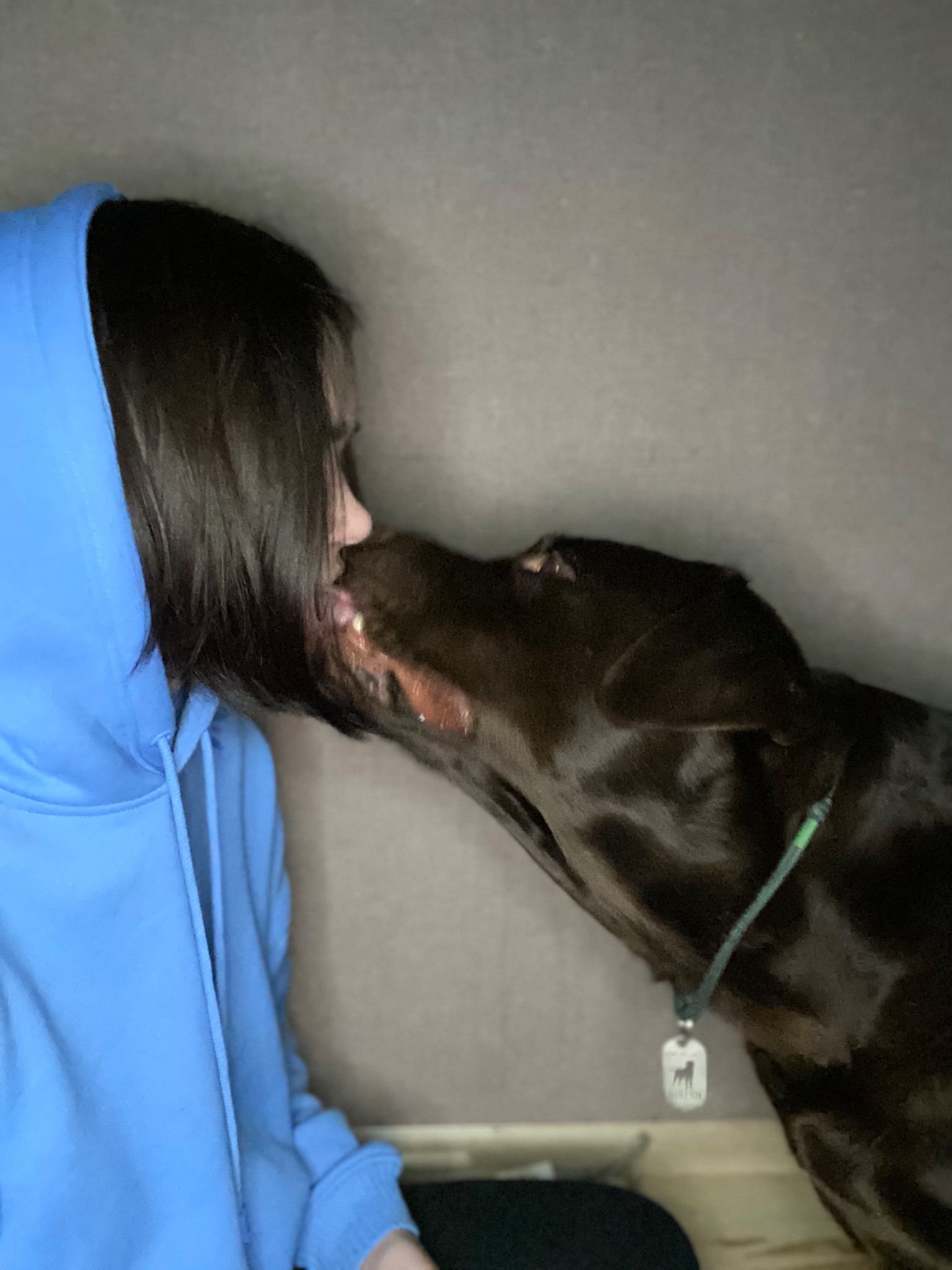 Brunatny labrador liże twarz osobie w niebieskiej bluzie z kapturem, widoczne zbliżenie głowy psa i profilu twarzy osoby.