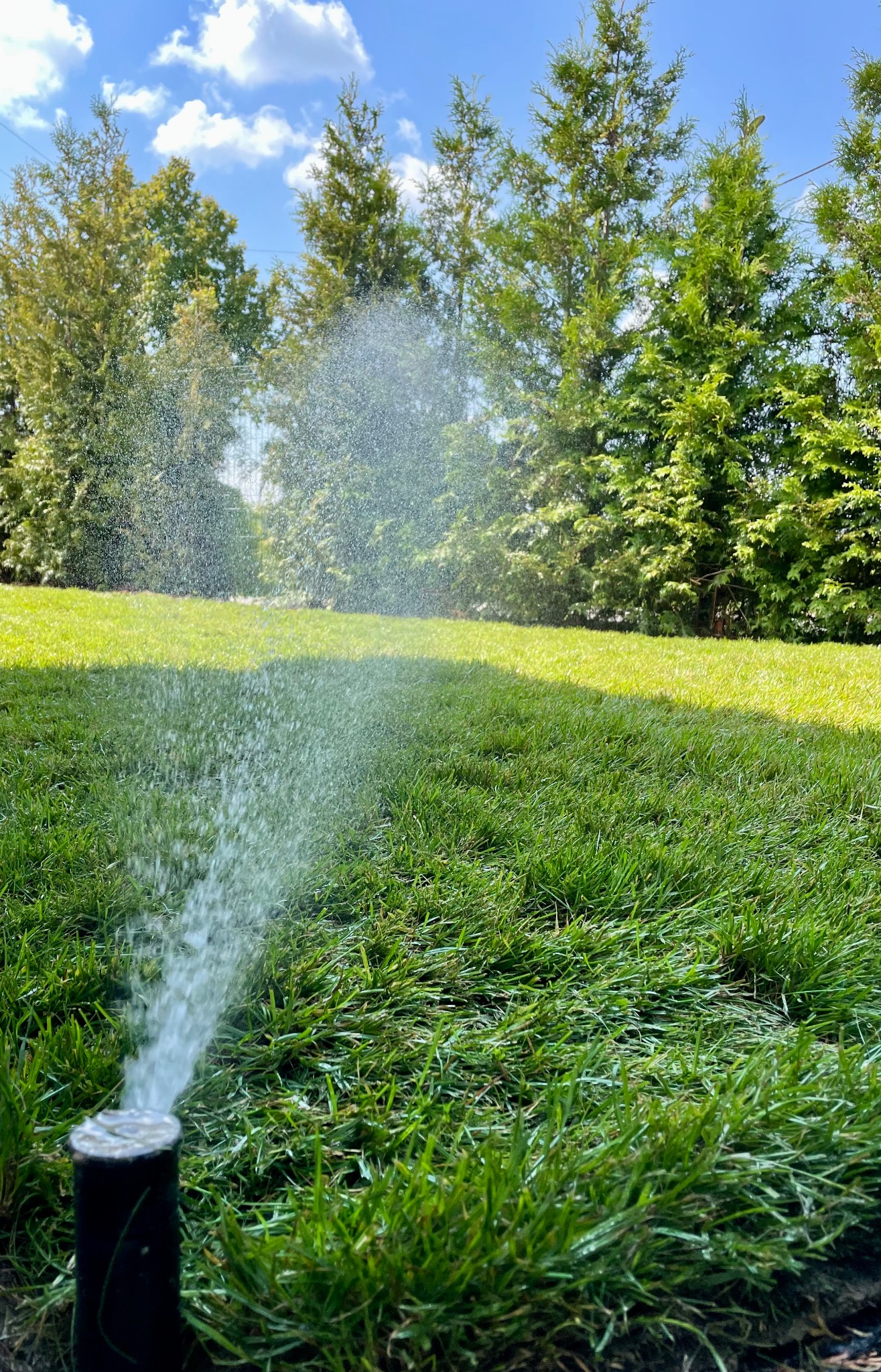 Automatyczny zraszacz nawadnia trawnik, w tle wysokie tuje i błękitne niebo z chmurami.
