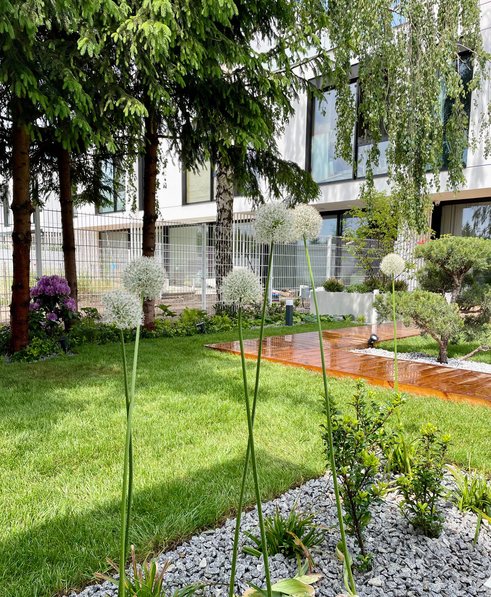 Nowoczesny ogród z drewnianą ścieżką, białymi kulistymi kwiatami i ozdobnymi kamieniami, na tle budynku z dużymi oknami.