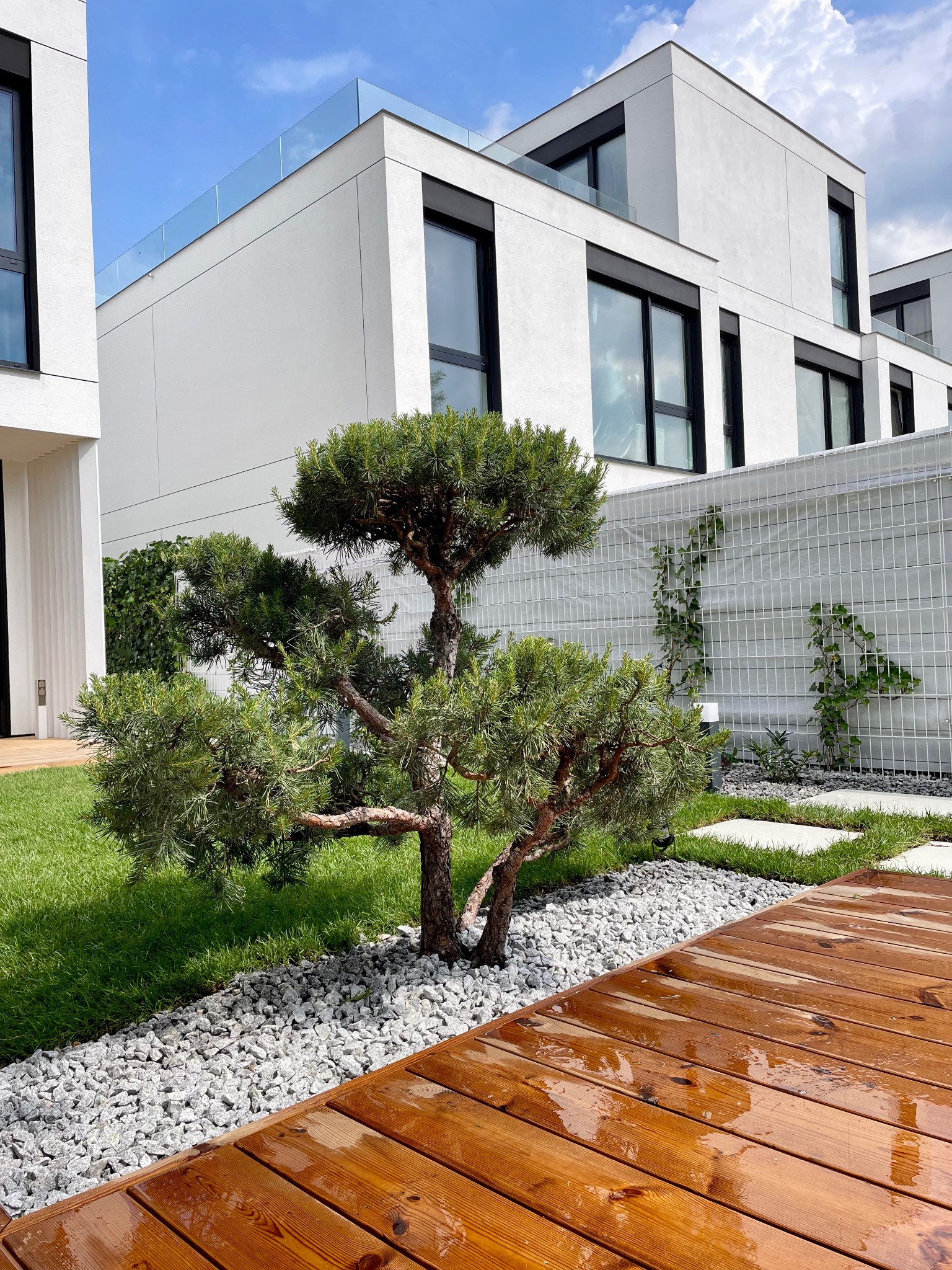 Uformowane drzewko bonsai w ogrodzie nowoczesnego domu w Legionowie, z drewnianym tarasem, białymi kamieniami i minimalistyczną architekturą w tle.