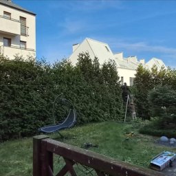 EVERY ON SPÓŁKA Z OGRANICZONĄ ODPOWIEDZIALNOŚCIĄ - Przycinanie wysokich żywopłotów z tui w Kaliszu, dwóch pracowników na drabinie, widok z ogrodu na budynki mieszkalne.