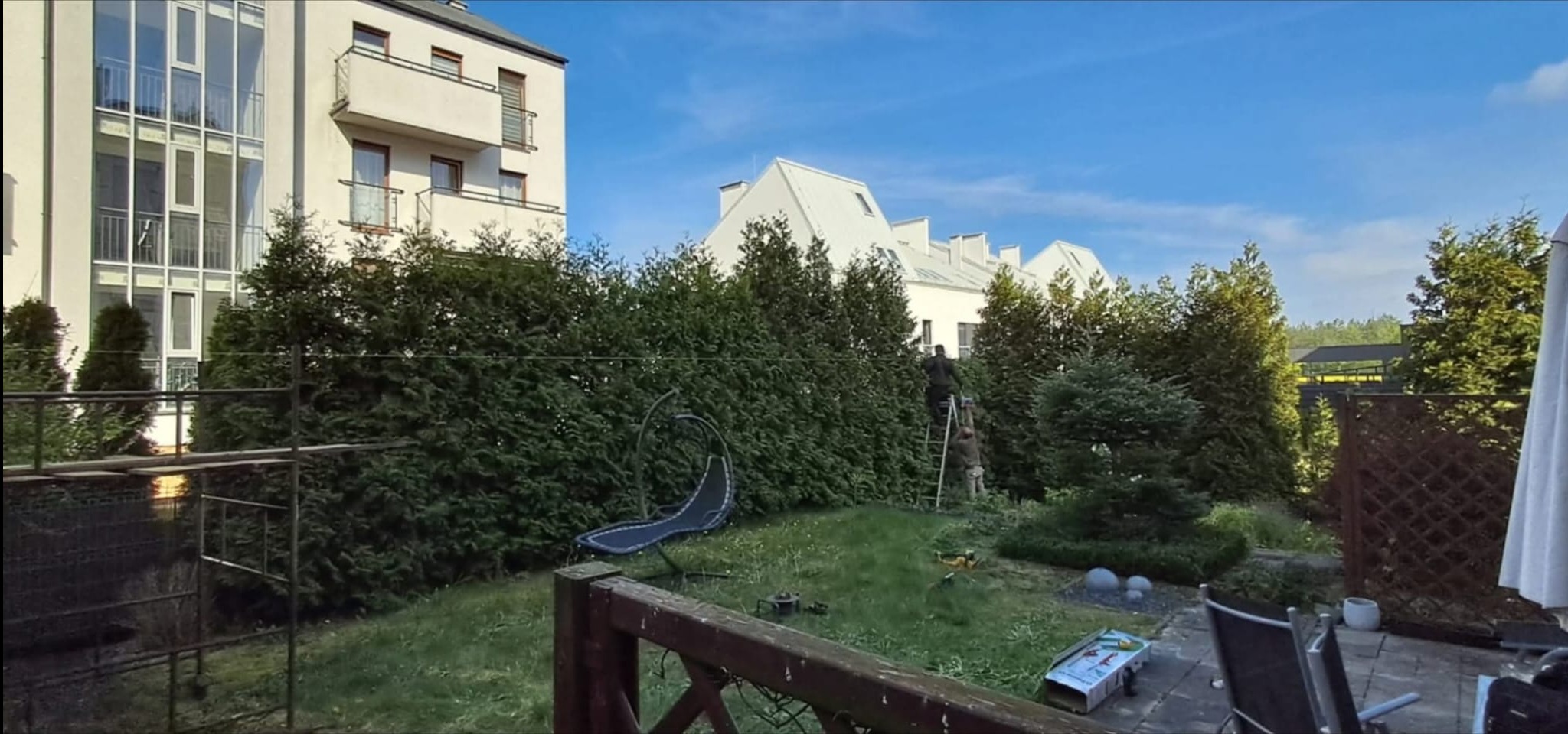 Przycinanie wysokich żywopłotów z tui w Kaliszu, dwóch pracowników na drabinie, widok z ogrodu na budynki mieszkalne.