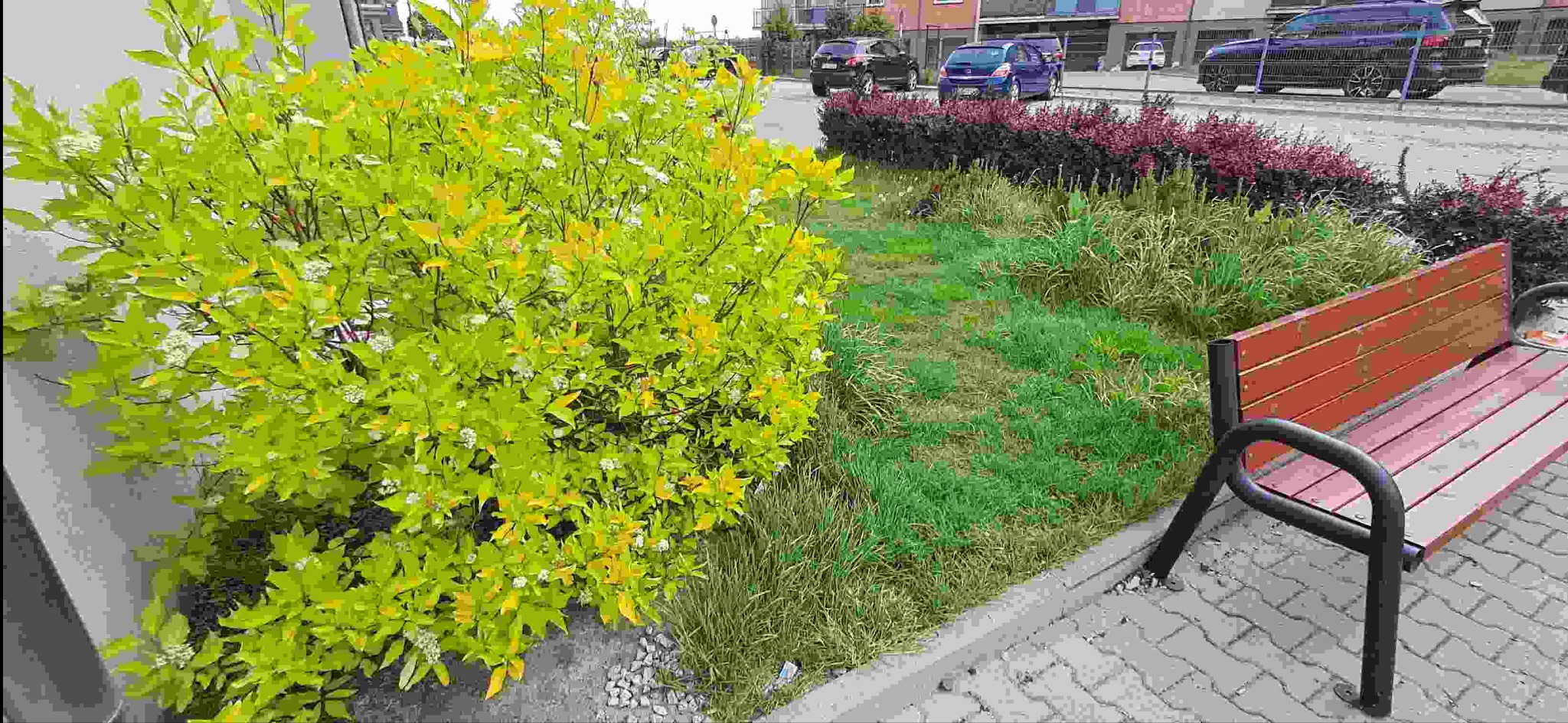 Zadbany teren zielony z kwitnącym krzewem o żółto-zielonych liściach i białych kwiatach, obok trawnik z brązowymi plamami, czerwona ławka i w tle auta na ulicy.