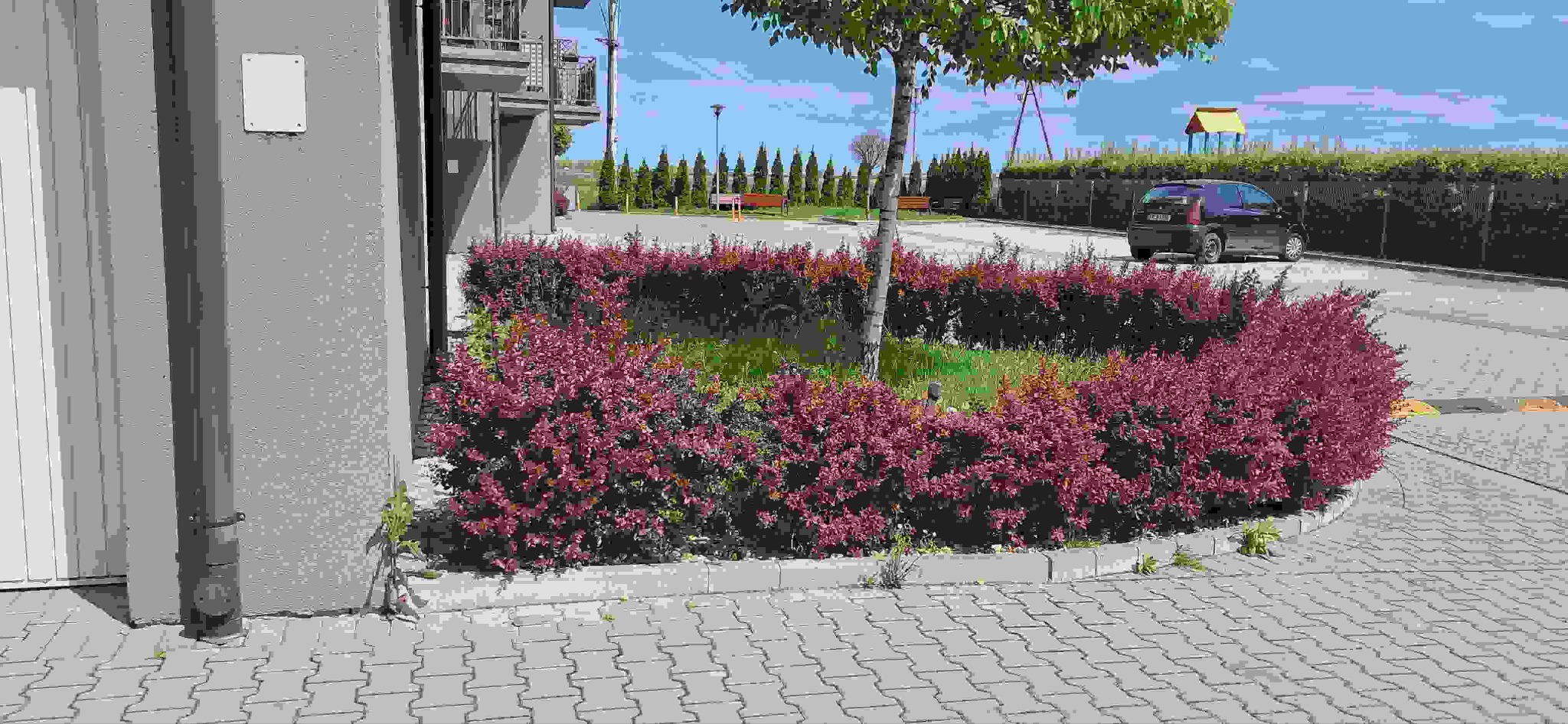 Przycięty żywopłot z bordowych liści na tle bloku mieszkalnego i placu zabaw. Widoczna kostka brukowa i fragment elewacji budynku.