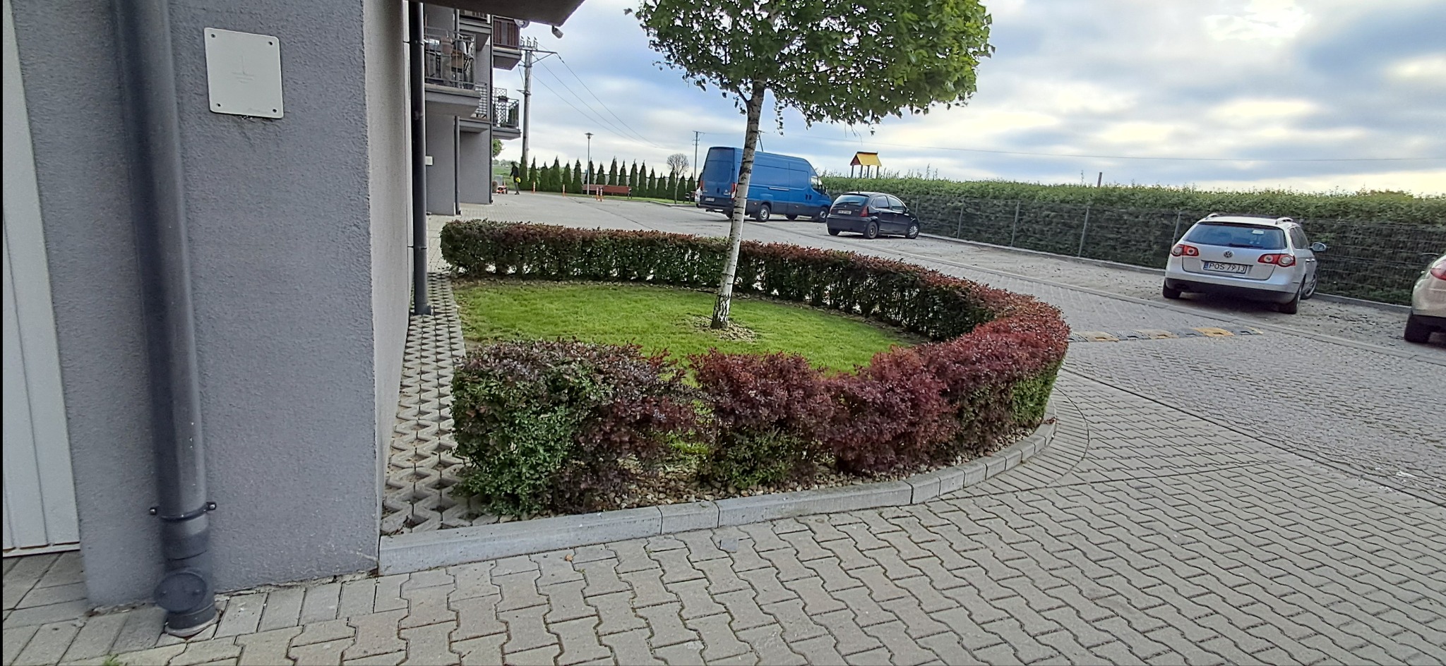 Kształtny żywopłot w kolorze bordowo-zielonym otacza trawnik z drzewem na tle parkingu i budynku. Kostka brukowa na pierwszym planie.