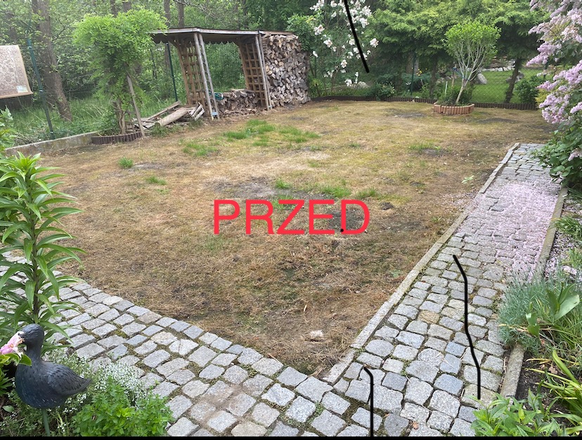 Zdjęcie przedstawia zaniedbany trawnik z widocznymi śladami uschniętej trawy, otoczony kostką brukową i roślinnością, z drewnianą konstrukcją w tle, ukazujące stan ogrodu przed planowanymi pracami.