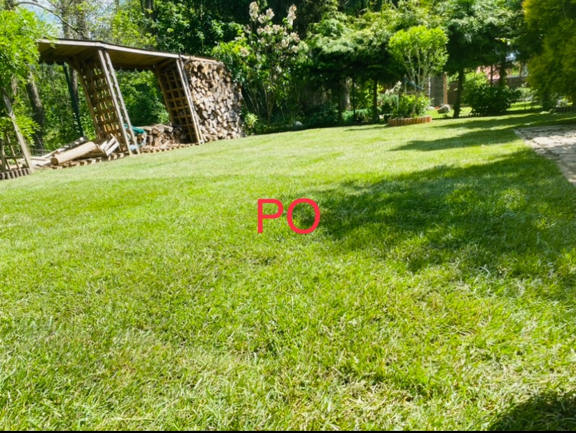 Rozległy trawnik w ogrodzie z drewnianą konstrukcją na drewno w tle, oświetlony jasnym słońcem.