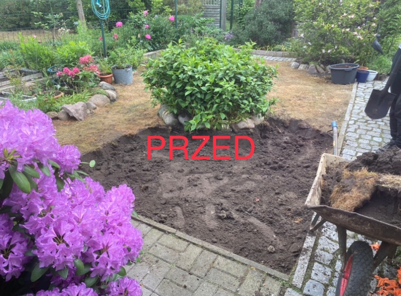 Przygotowanie terenu pod ogród: wykopana ziemia, widoczny fragment taczki z resztkami roślin, kwiaty rododendronu w lewym dolnym rogu, krzew ozdobny w tle, etap prac ziemnych.