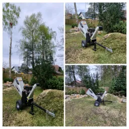 Operator w koronie wysokiej brzozy podczas wycinki, zrzucane gałęzie są rozdrabniane przez mobilny rębak do gałęzi RAMBO-HCS Caiman, na trawniku leżą pocięte pnie i zrębki.