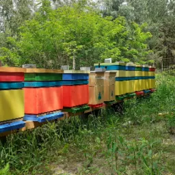 Rząd kolorowych uli w odcieniach żółci, czerwieni, zieleni i niebieskiego, ustawionych na drewnianej konstrukcji na tle zielonej łąki i drzew