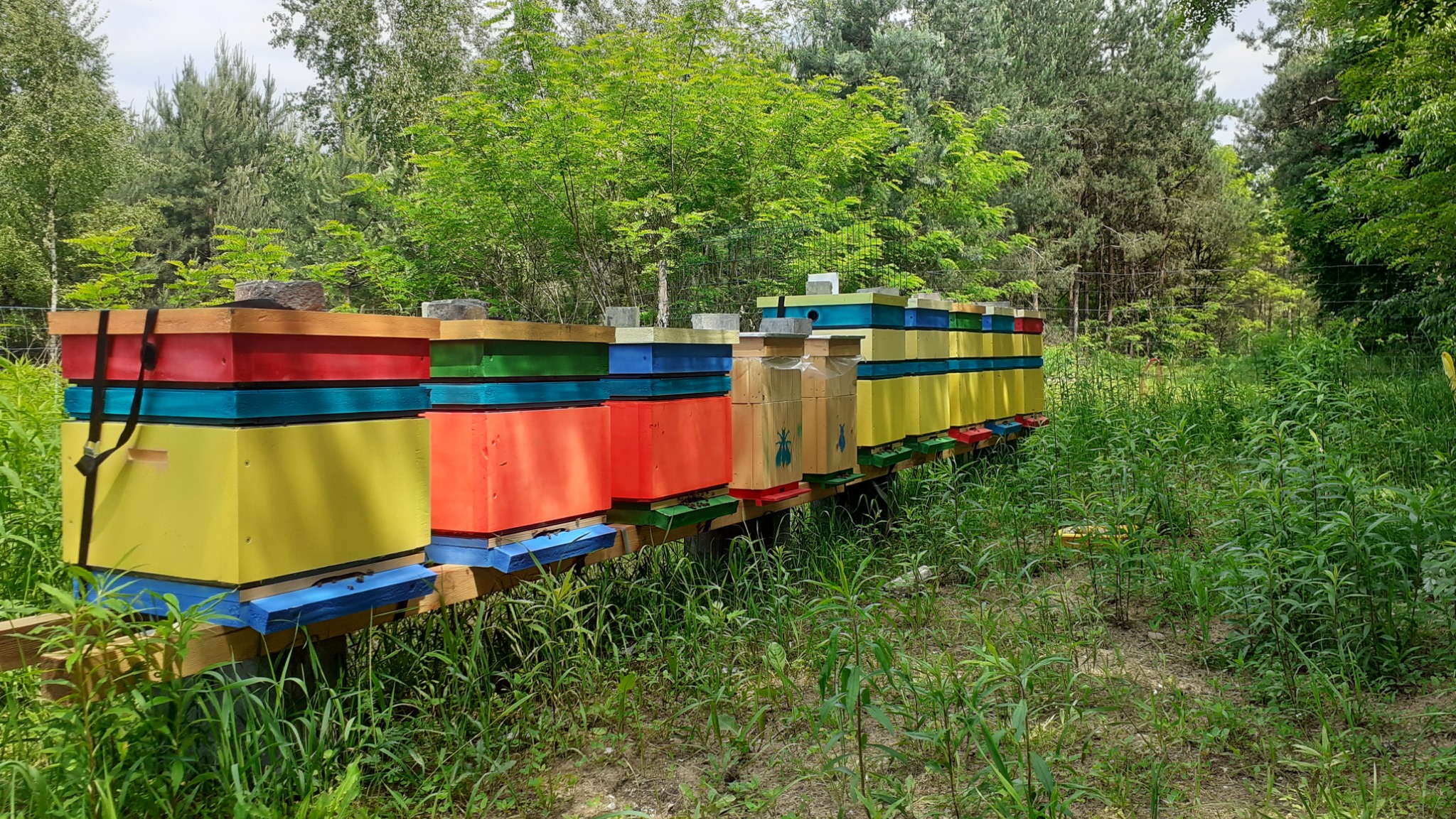 Rząd kolorowych uli w odcieniach żółci, czerwieni, zieleni i niebieskiego, ustawionych na drewnianej konstrukcji na tle zielonej łąki i drzew
