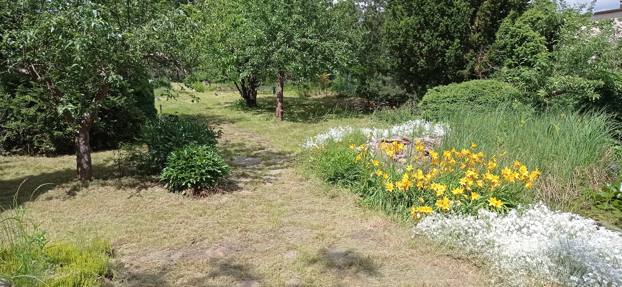 Świeżo skoszony trawnik z widocznymi ścinkami trawy, kamienna ścieżka prowadząca przez ogród z drzewami, krzewami i rabatą z żółtymi i białymi kwiatami.