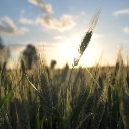 Sesja ciążowa Chojnów 1