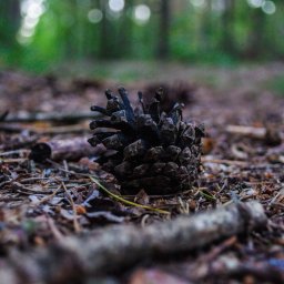 Sesja ciążowa Chojnów 2