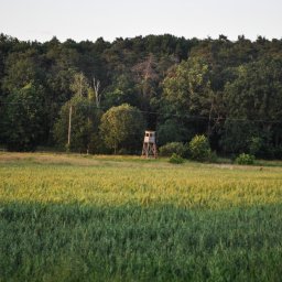 Sesja ciążowa Chojnów 3