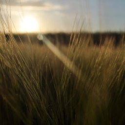 Sesja ciążowa Chojnów 4