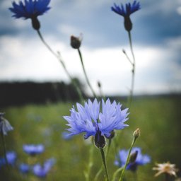 Katarzyna Rudowiecka - Błękitny chaber na tle rozmytego pola i pochmurnego nieba, uchwycony z niskiej perspektywy.