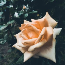 Katarzyna Rudowiecka - Delikatna, kremowo-brzoskwiniowa róża w pełnym rozkwicie, uchwycona w szerokim kadrze na tle rozmytej zieleni liści i gałęzi.