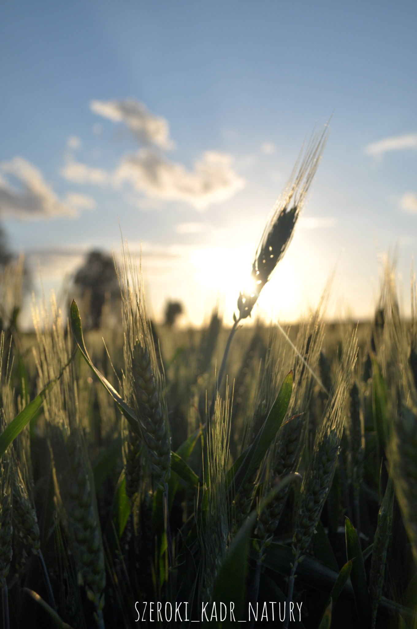 Pole pszenicy oświetlone zachodzącym słońcem, z widocznymi kłosami na pierwszym planie i drzewami w tle, pod błękitnym niebem z chmurami.