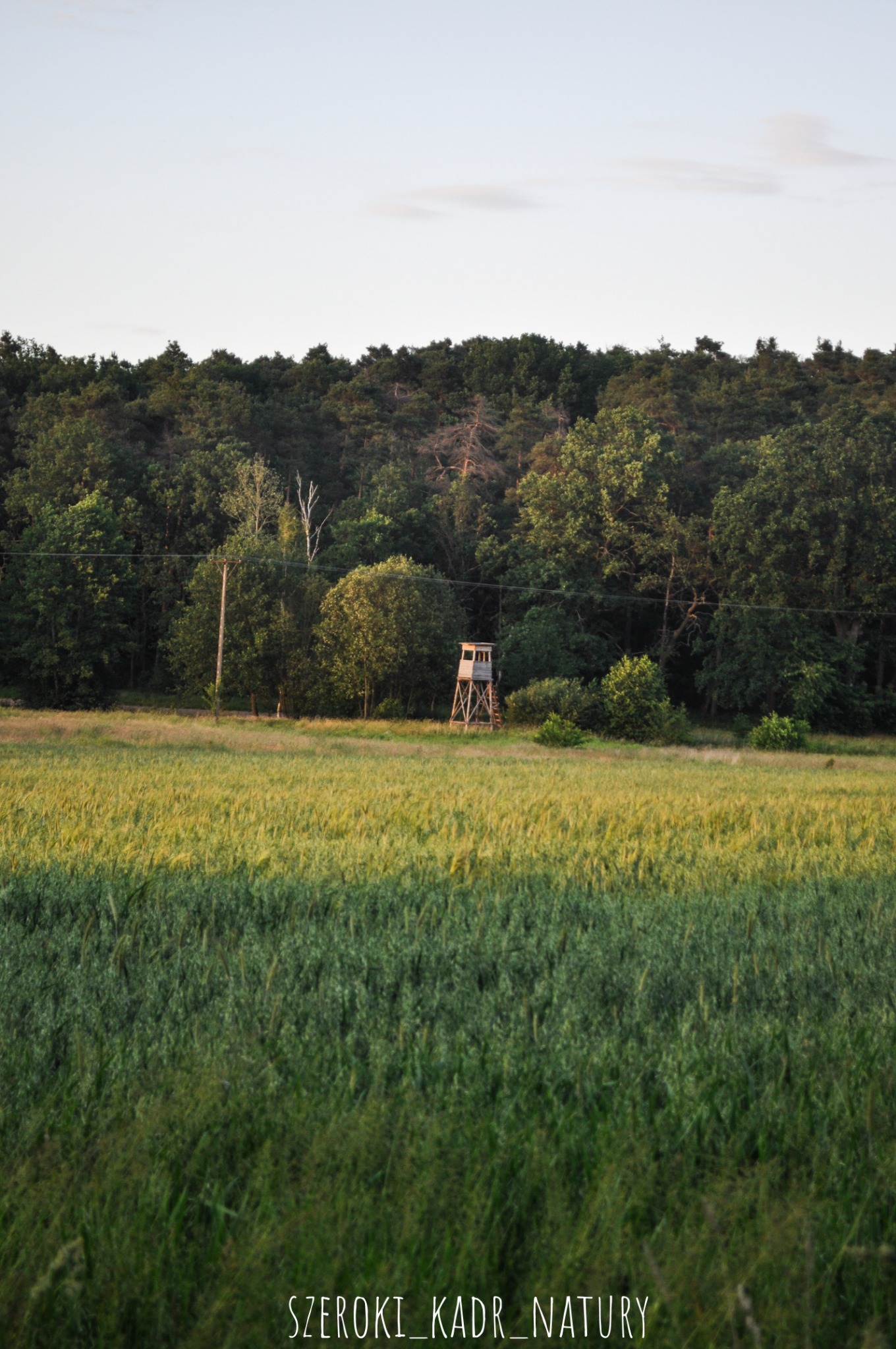 Krajobraz polny z drewnianą amboną myśliwską na skraju lasu, oświetlony popołudniowym słońcem.