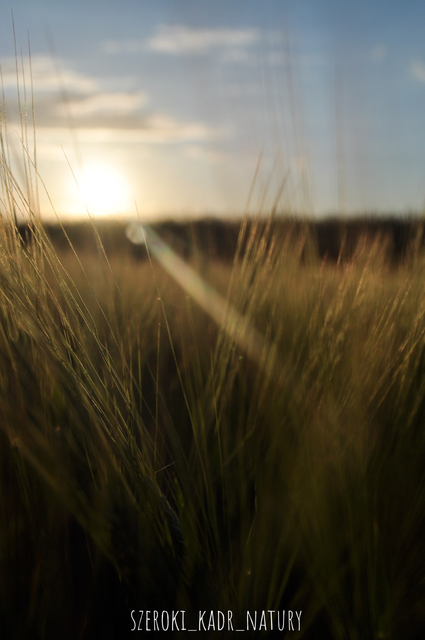 Złociste trawy w kontraście z zachodzącym słońcem, delikatna poświata na źdźbłach, rozmyte tło pól.