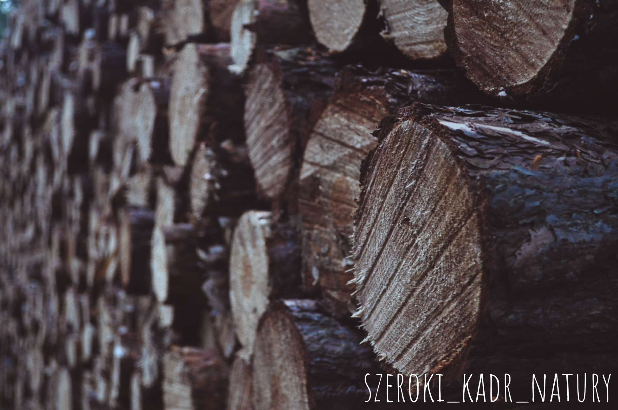 Stos pociętych kloców drewna ułożonych jeden na drugim, widoczne słoje drewna i kora, ciemne oświetlenie.