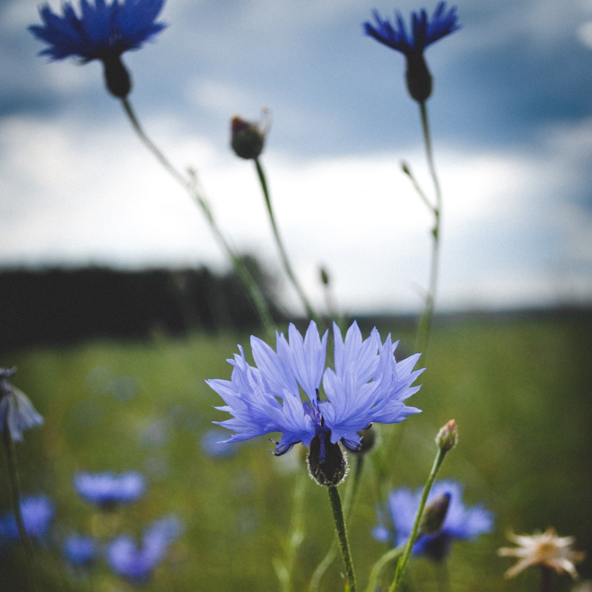 Błękitny chaber na tle rozmytego pola i pochmurnego nieba, uchwycony z niskiej perspektywy.