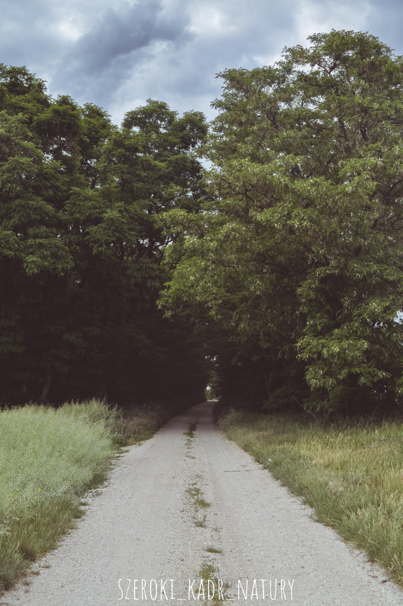 Prosta, szutrowa droga prowadząca przez tunel z drzew, z pochmurnym niebem w tle.