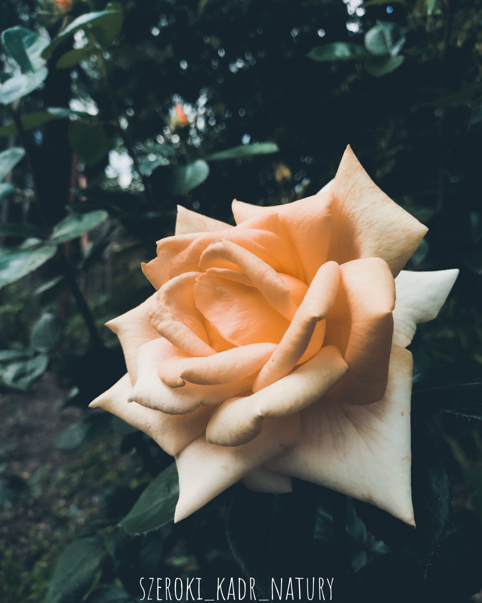 Delikatna, kremowo-brzoskwiniowa róża w pełnym rozkwicie, uchwycona w szerokim kadrze na tle rozmytej zieleni liści i gałęzi.