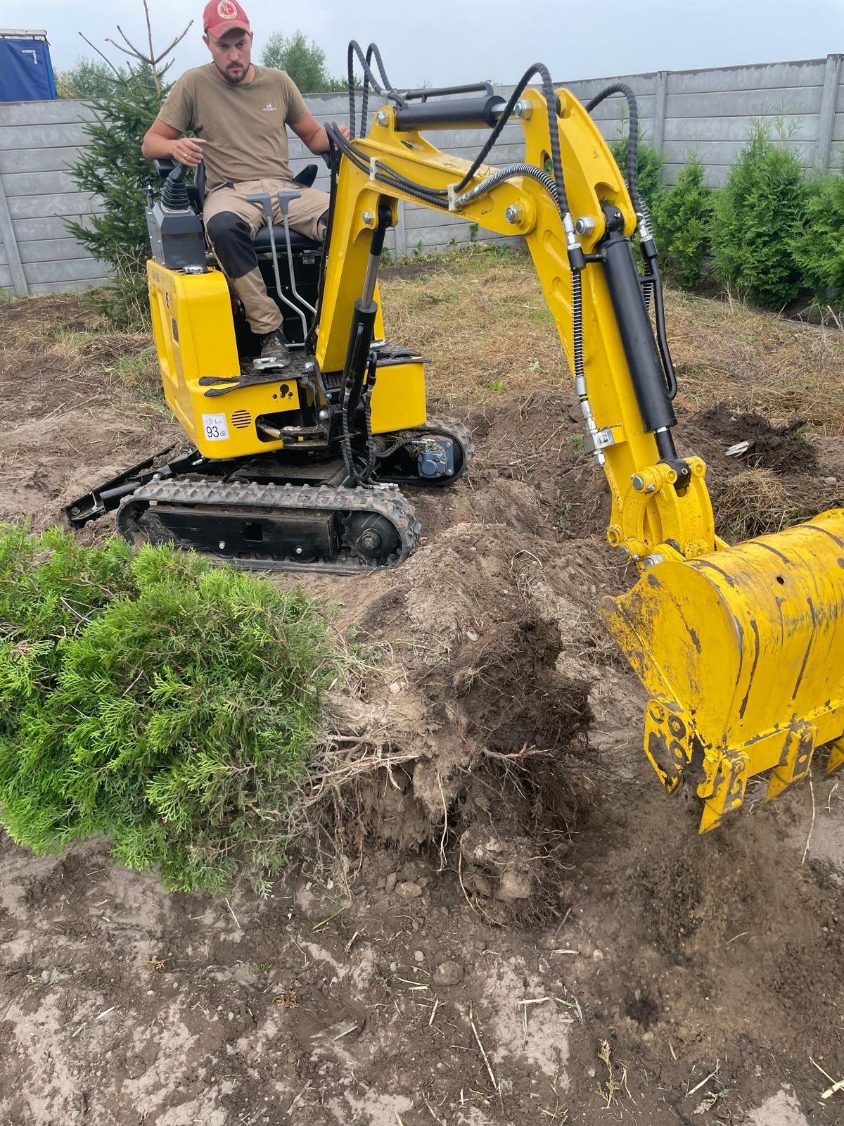 Operator w czerwonej czapce obsługuje żółtą mini-koparkę, wykopującą krzew iglasty z ziemi na tle betonowego ogrodzenia i zielonych drzew.