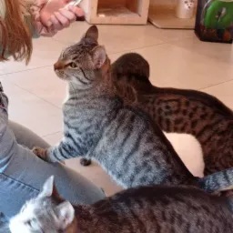 Osoba trzyma smakołyk dla trzech kotów o różnym umaszczeniu: szary pręgowany, brązowy cętkowany i szaro-biały, siedzących na podłodze.