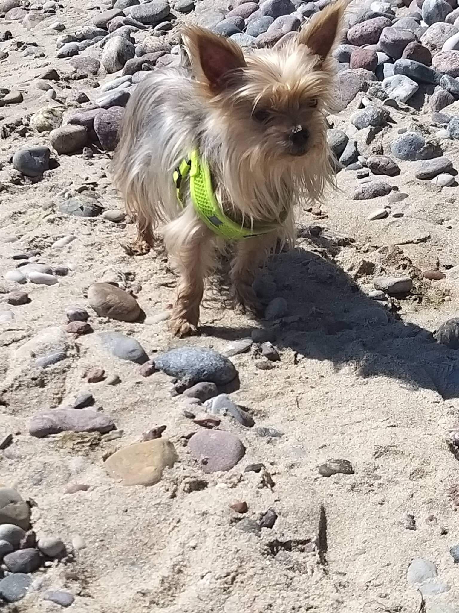Mały pies rasy Yorkshire Terrier w zielonej uprzęży spaceruje po piaszczystej plaży z kamieniami.