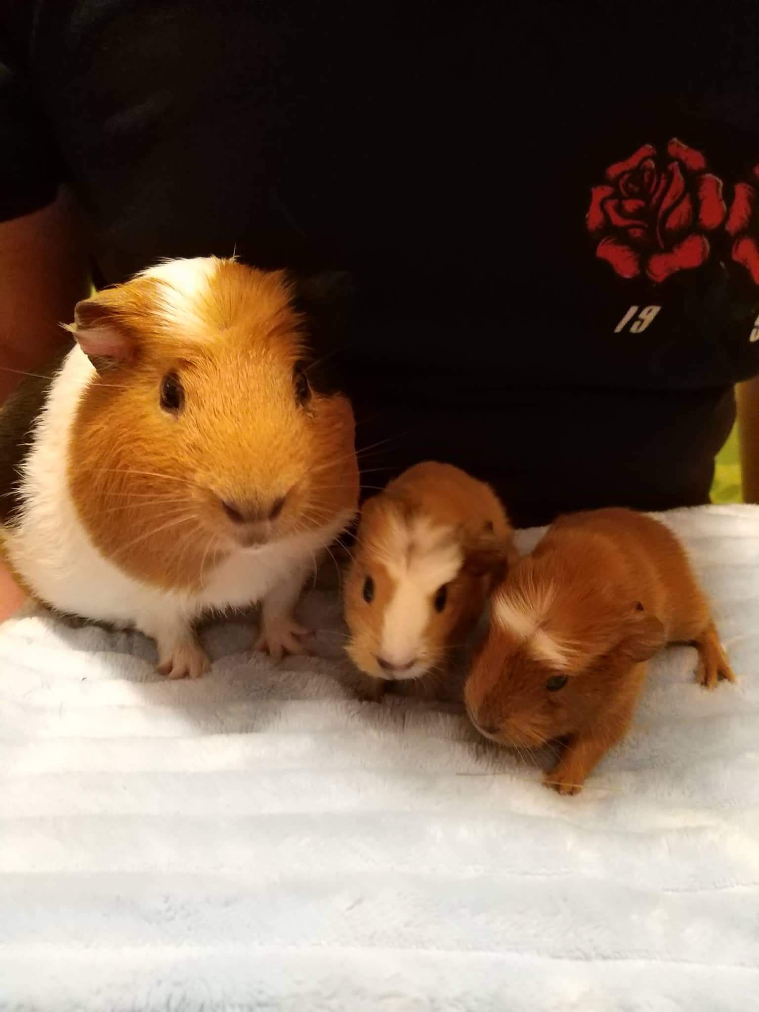 Trzy świnki morskie: duża, brązowo-biała i dwa małe, brązowe prosięta na miękkim, błękitnym ręczniku, w tle widoczna osoba w czarnej koszulce z motywem czerwonej róży.