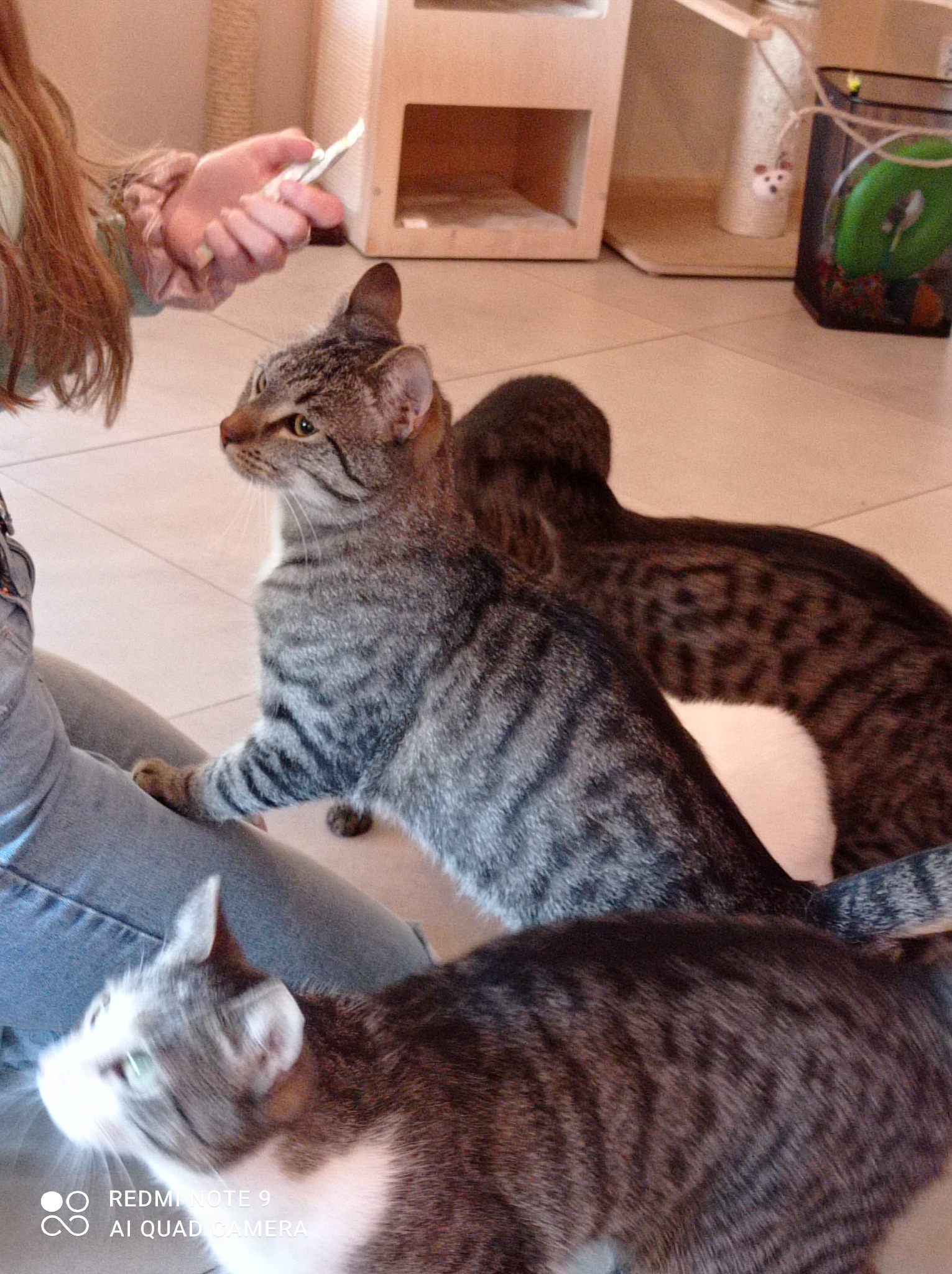 Osoba trzyma smakołyk dla trzech kotów o różnym umaszczeniu: szary pręgowany, brązowy cętkowany i szaro-biały, siedzących na podłodze.