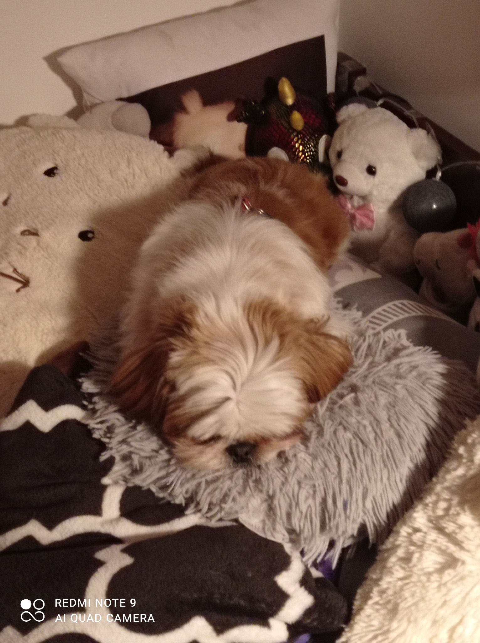 Mały, brązowo-biały pies rasy Shih Tzu śpi na szarym, puszystym dywanie otoczony pluszowymi zabawkami, w tym białym misiem z różową kokardką.