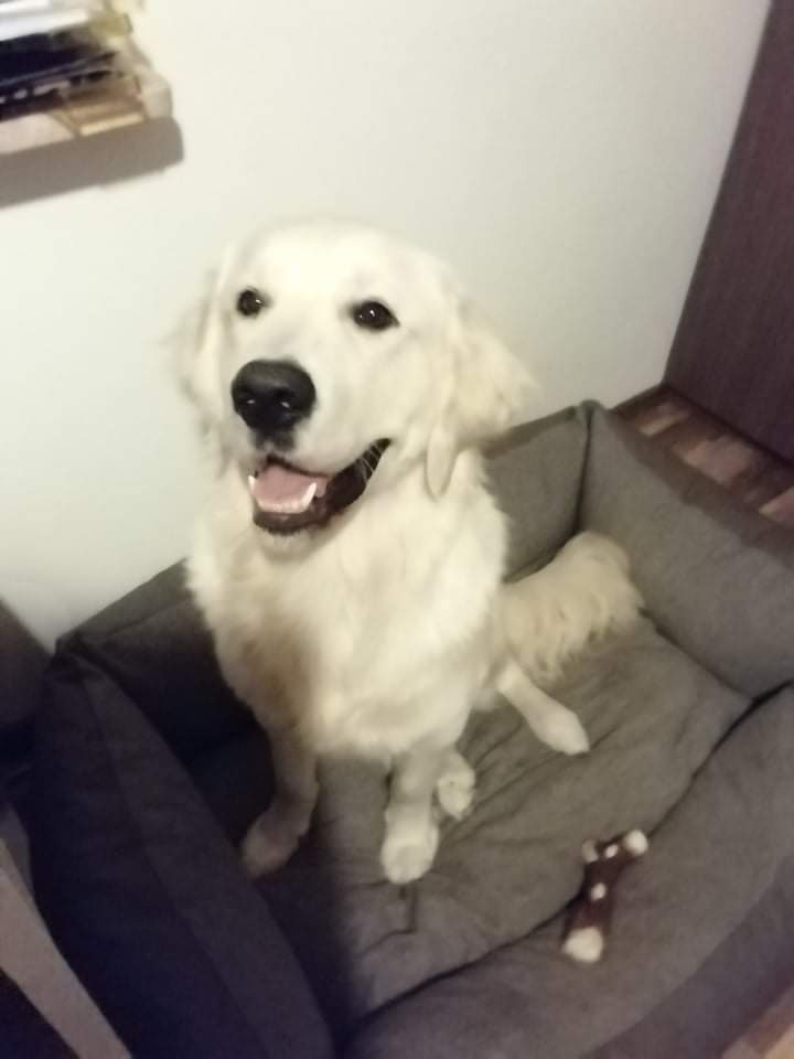 Uśmiechnięty golden retriever siedzi w szarym legowisku obok zabawki w kształcie kości, patrząc w górę.