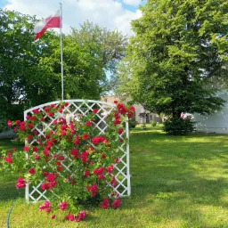 Kwitnąca róża pnąca na białej, drewnianej kratownicy w ogrodzie z flagą Polski w tle.