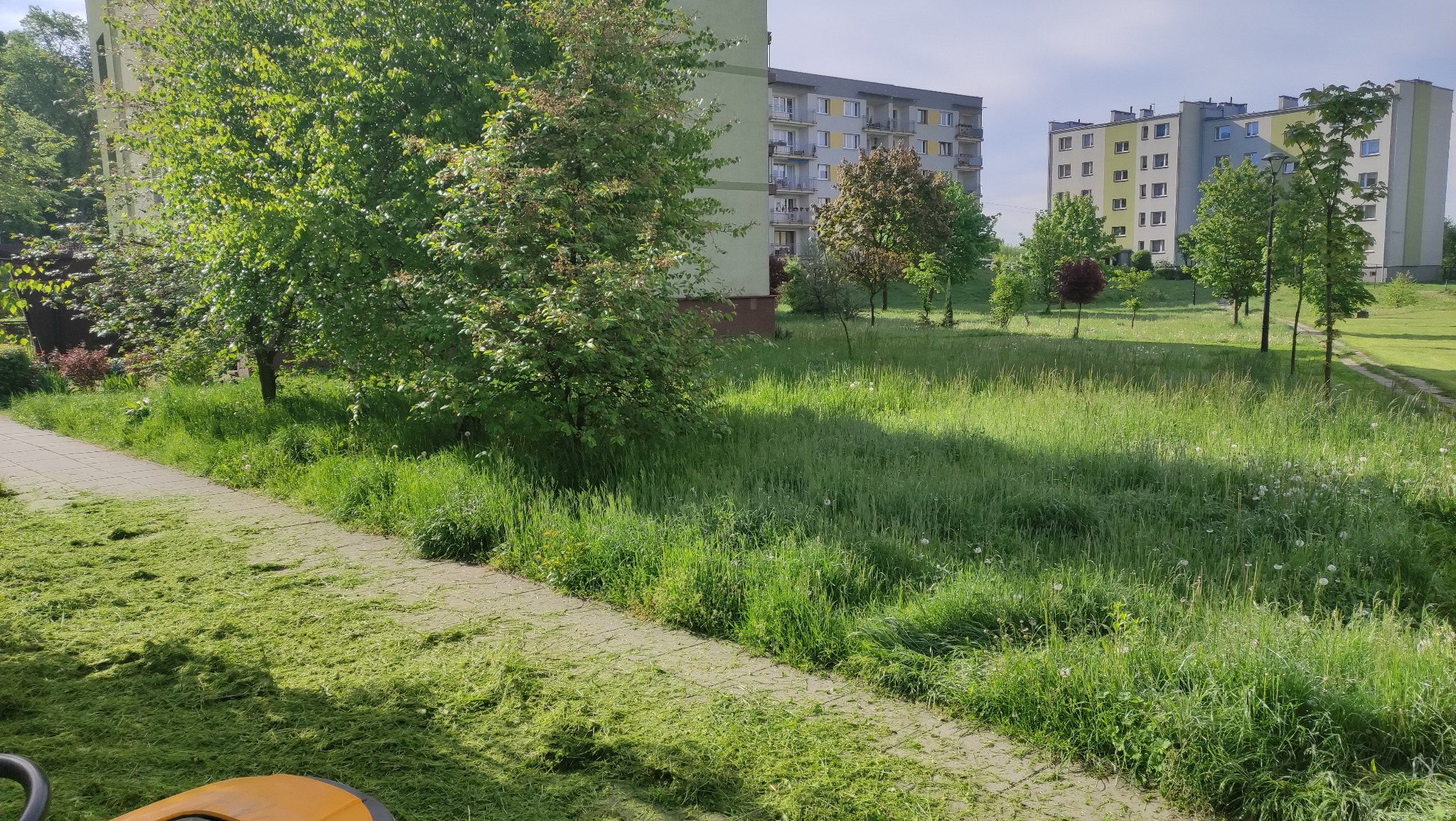 Świeżo skoszona trawa przy chodniku w parku miejskim z blokami mieszkalnymi w tle, widoczna część kosiarki.