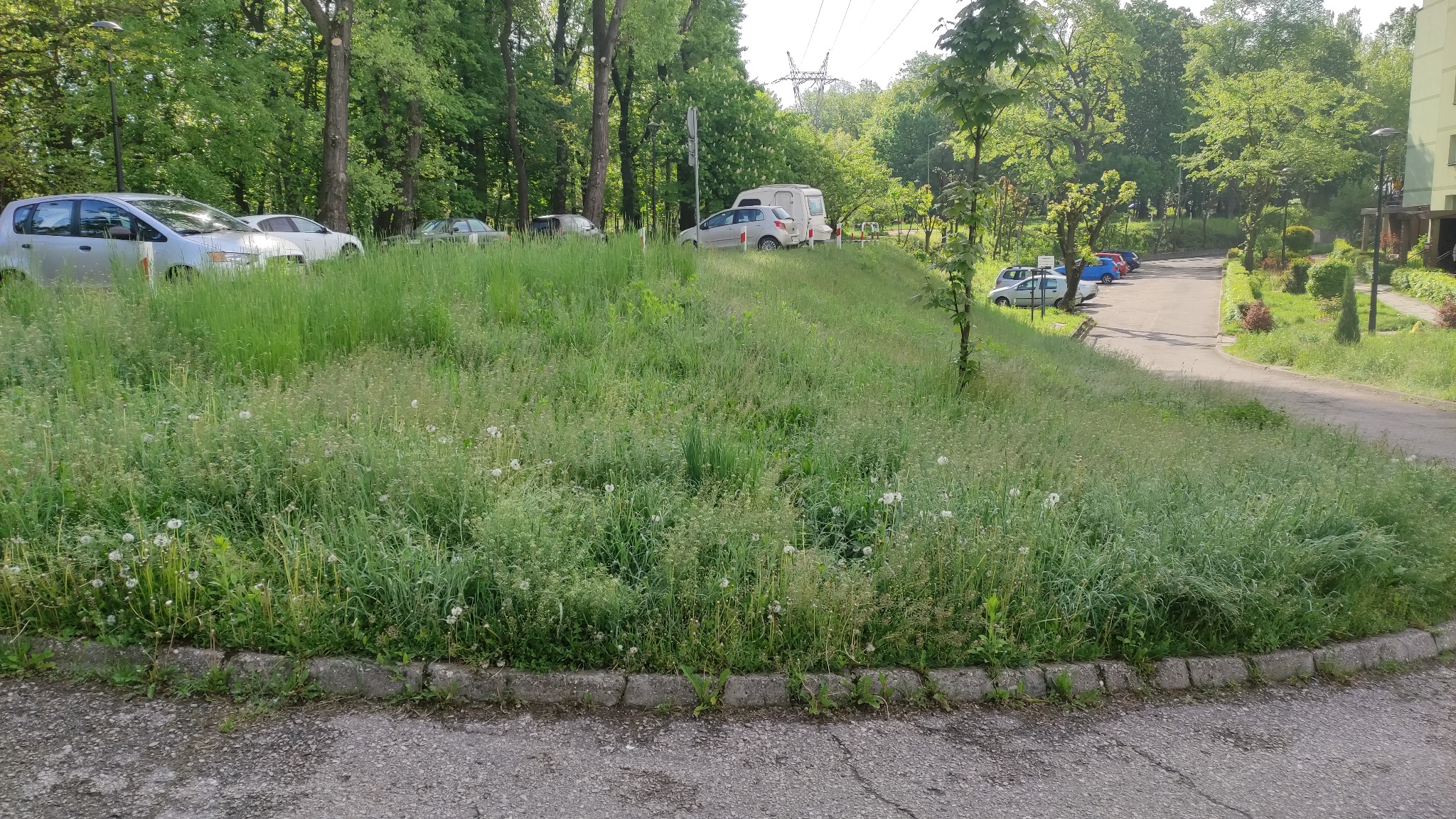 Zarośnięty trawnik z mleczami na osiedlu mieszkaniowym, na tle zaparkowanych samochodów i drzew.
