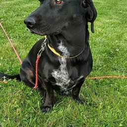 Zbieranie owoców Łęg Tarnowski 1