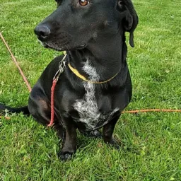 Czarny pies z białą plamą na piersi, siedzący na trawie z żółtą obrożą i czerwoną smyczą, w tle domy jednorodzinne.